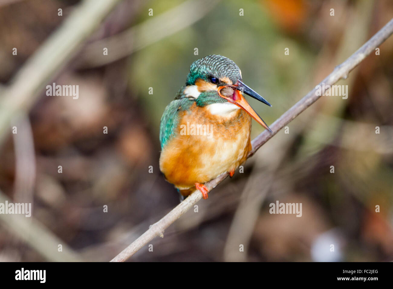 Kingfisher comune Foto Stock