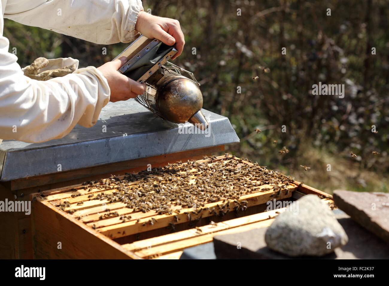 Lavorando su bee hive Foto Stock