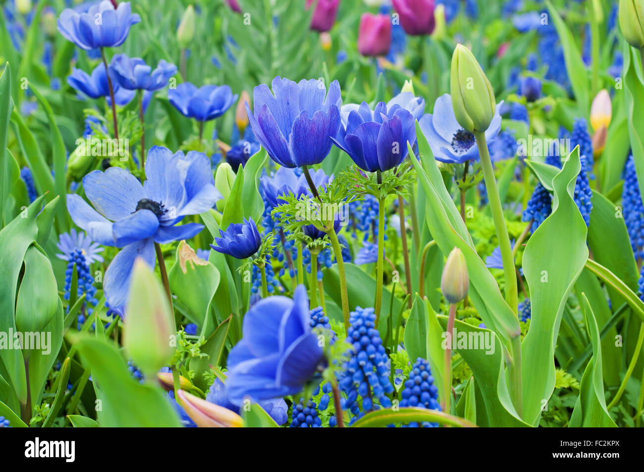 Anemone blu e altri fiori Foto Stock