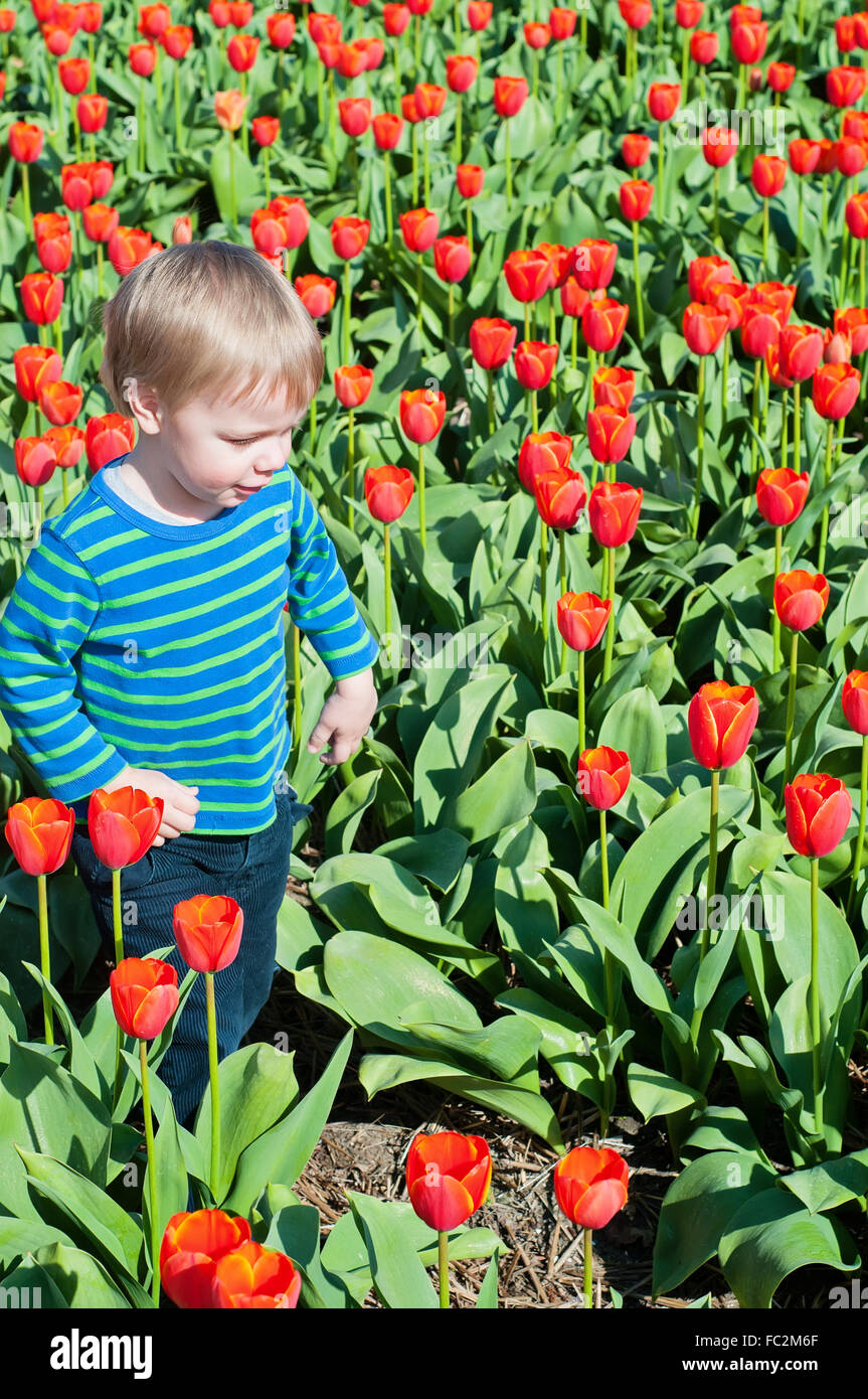 Little Boy in esecuzione su campi di tulipani Foto Stock