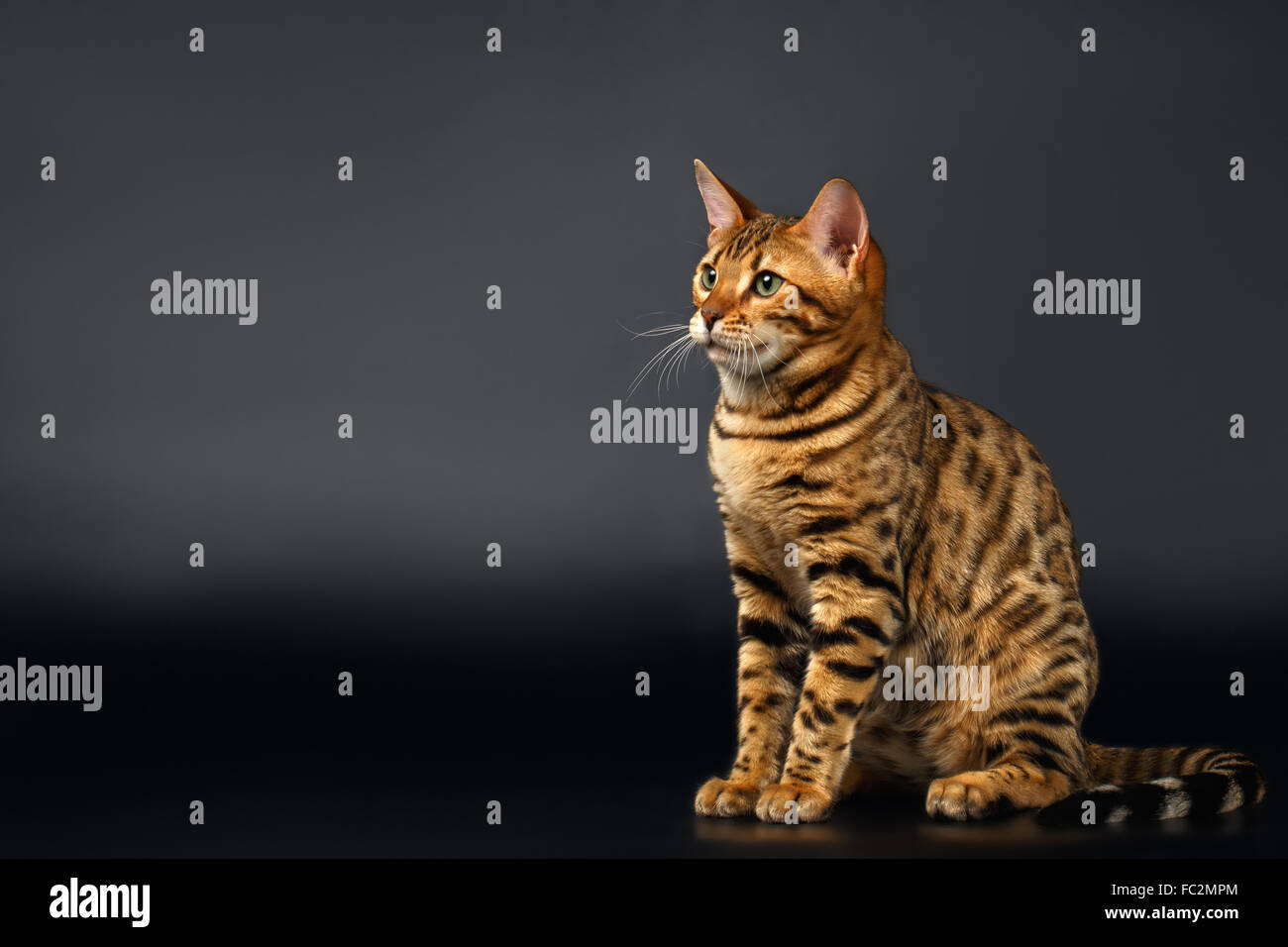 Gatto bengala siede su sfondo nero Foto Stock