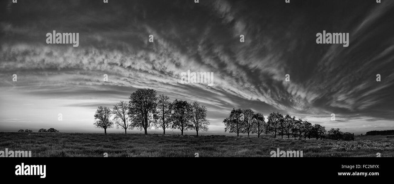 Fila di alberi con le nuvole parte anteriore Foto Stock