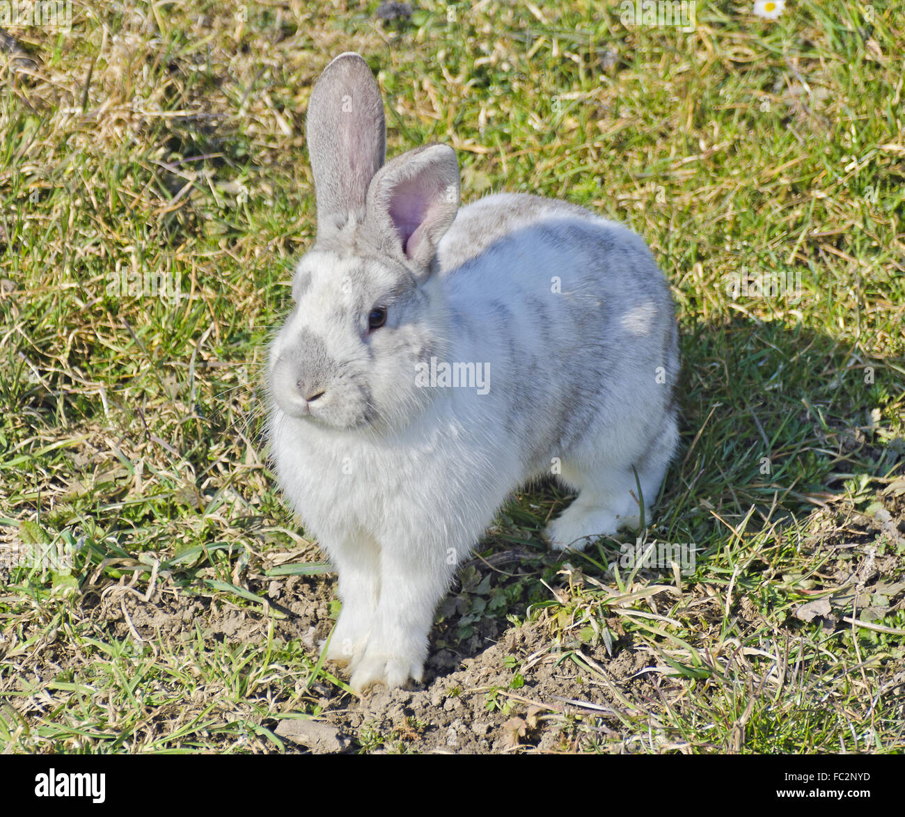 Graywhite coniglio su un pascolo Foto Stock