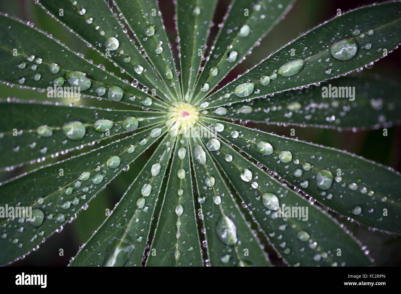 Gocce d'acqua su una foglia di lupino sotto la pioggia. Foto Stock