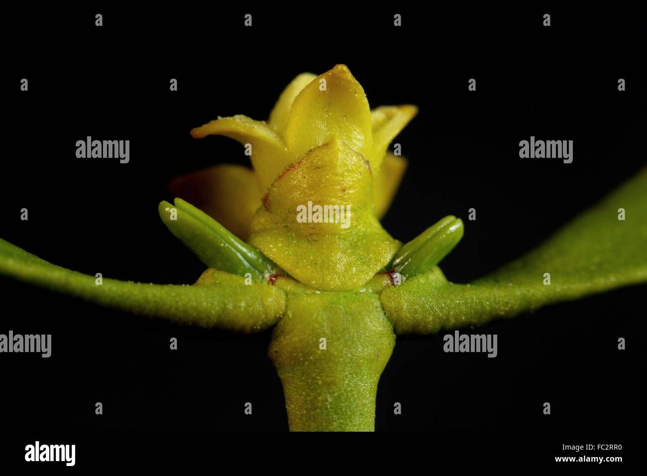 La fotografia macro di una nebbia di europea Foto Stock