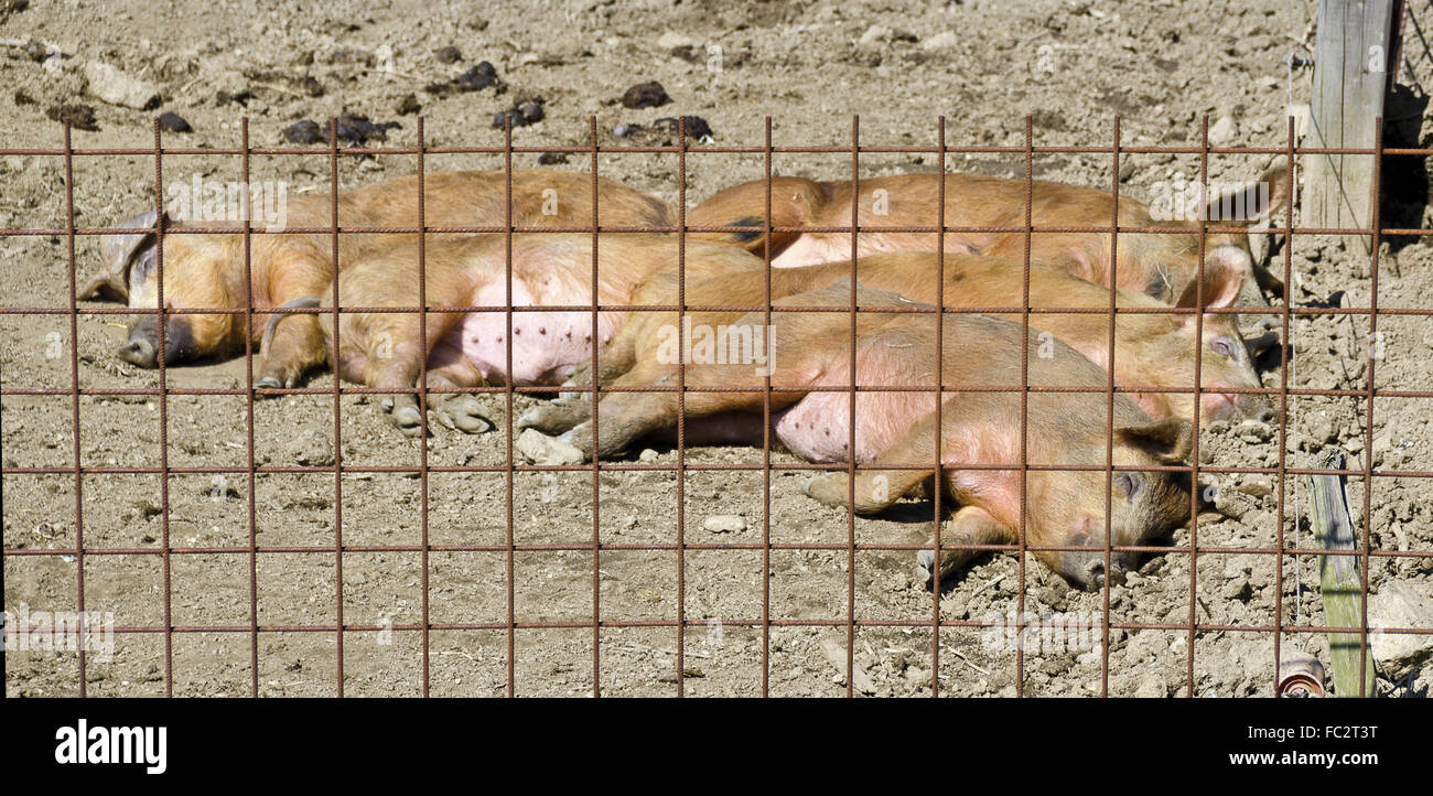 Sleeping giovani maiali mangalica Foto Stock