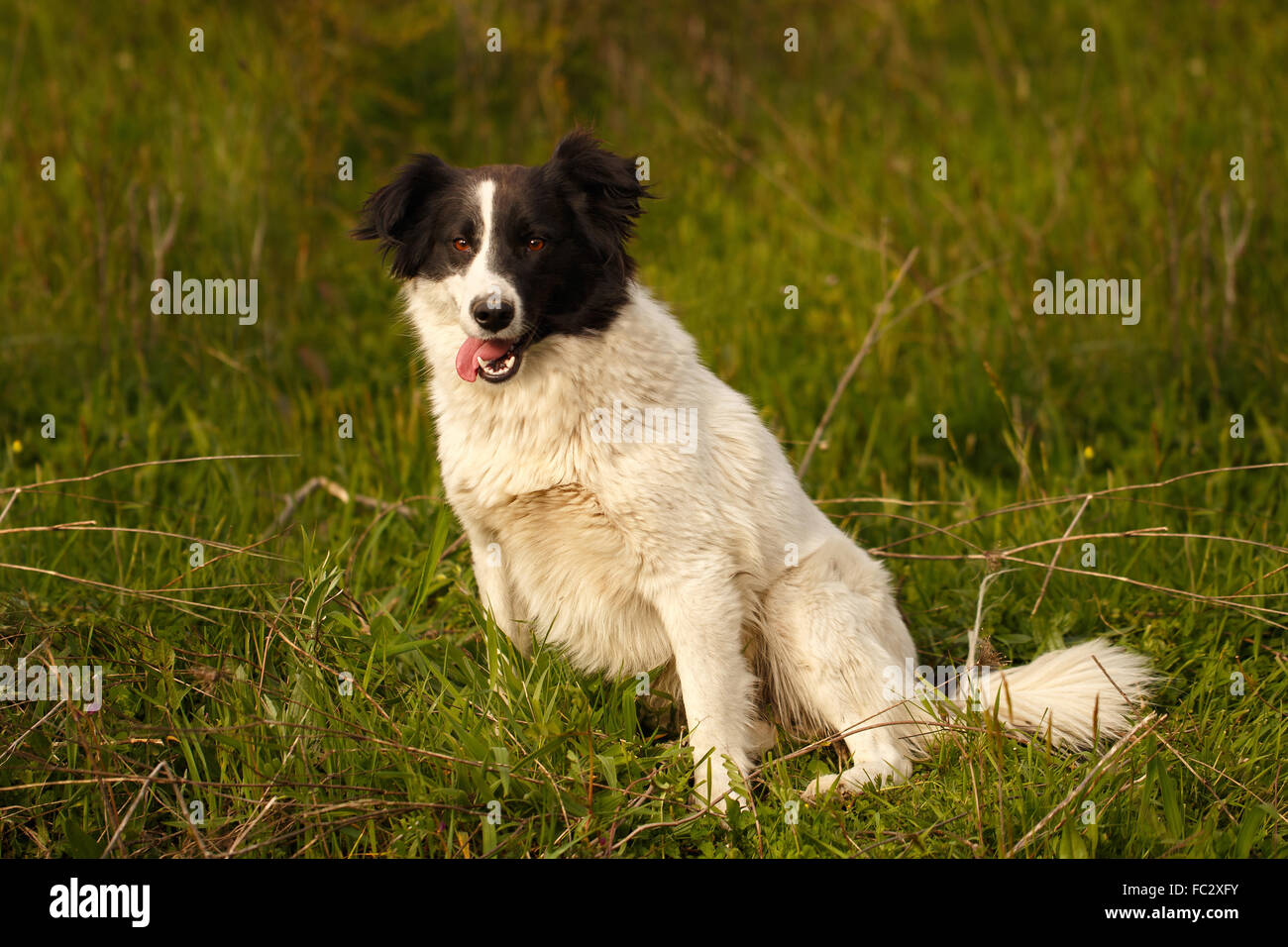 Bianco e nero cane sorridente sull'erba Foto Stock