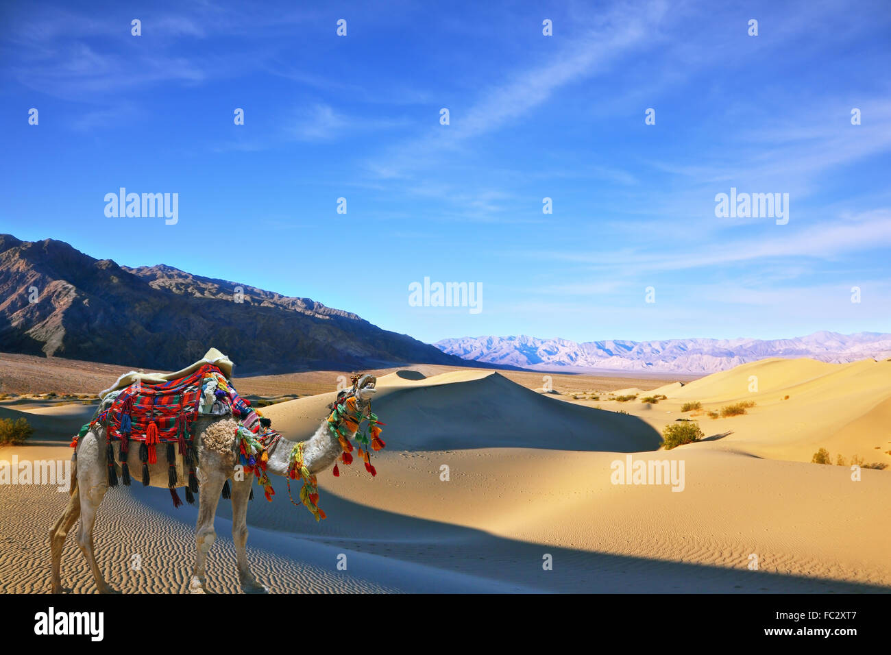 Cammello nel deserto canzone Foto Stock
