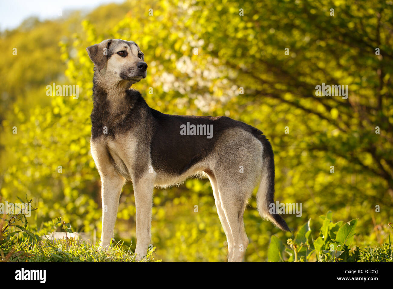 Bianco e Nero cane sull'erba Foto Stock