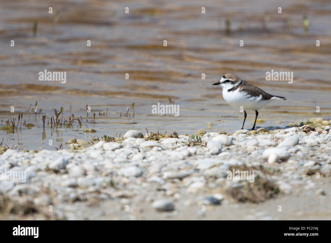 Western snowy plover Foto Stock