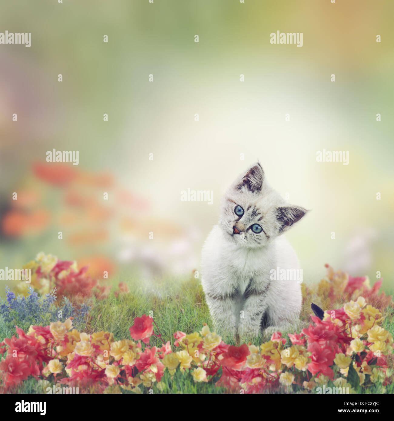 Cucciolo bianco di fiori Foto Stock