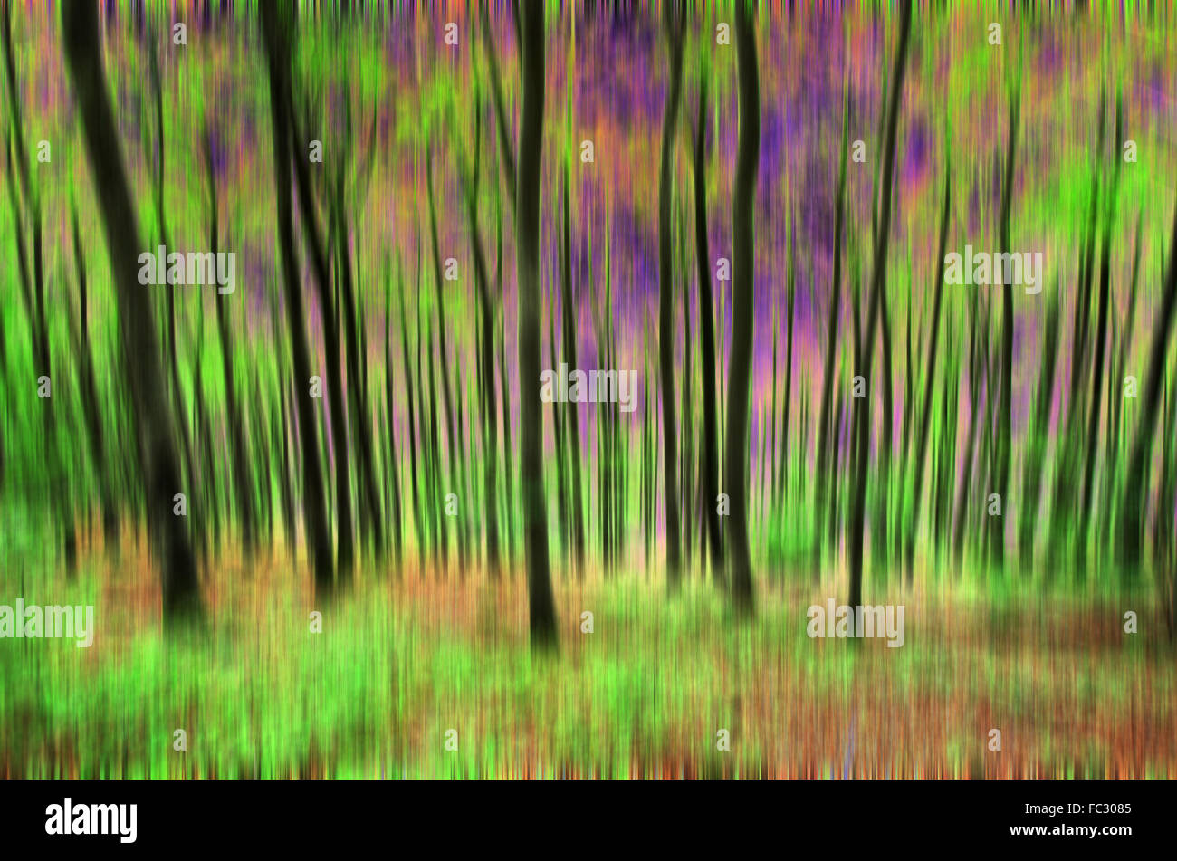 Foresta di faggio - solare al di fuori della messa a fuoco - Arte Foto Stock