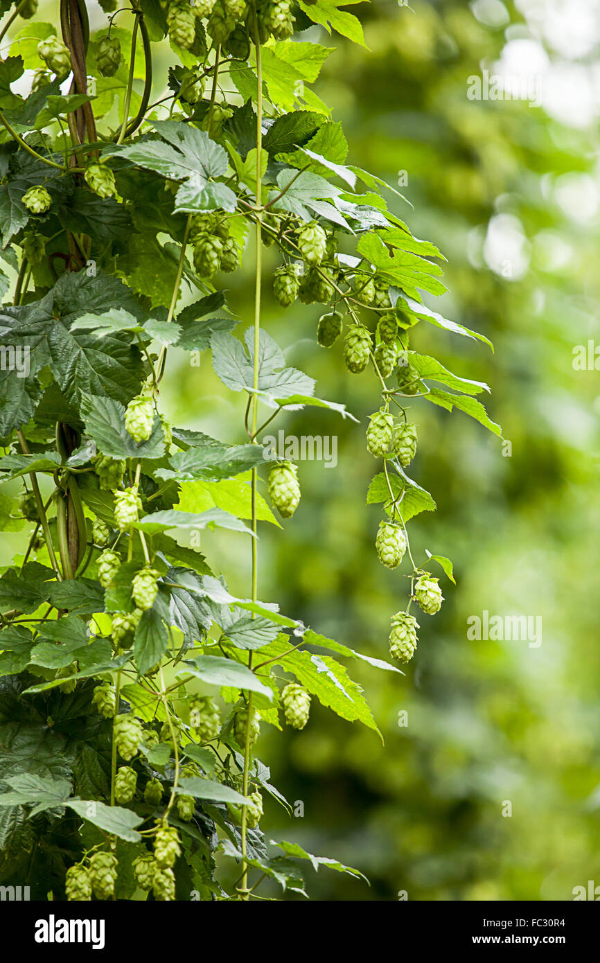 Hop (Humulus lupulus) Foto Stock Hop (Humulus lupulus) Foto Stock