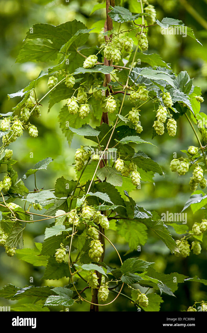 Hop (Humulus lupulus) Foto Stock Hop (Humulus lupulus) Foto Stock