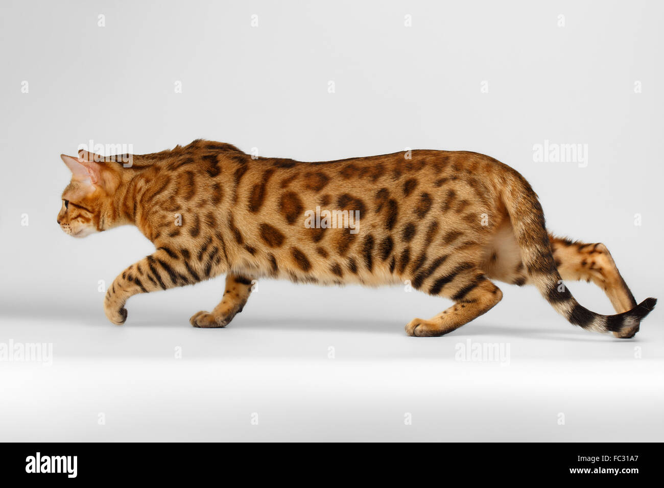 Accovacciato Gatto bengala su sfondo bianco Foto Stock