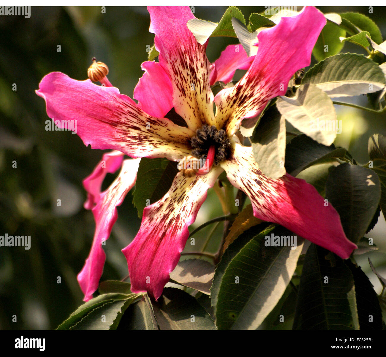 Ceiba speciosa, seta filo interdentale con albero di fico d'india di tronco e rami, composto palmate foglie, rosa fiori di spargimento, capsul Foto Stock