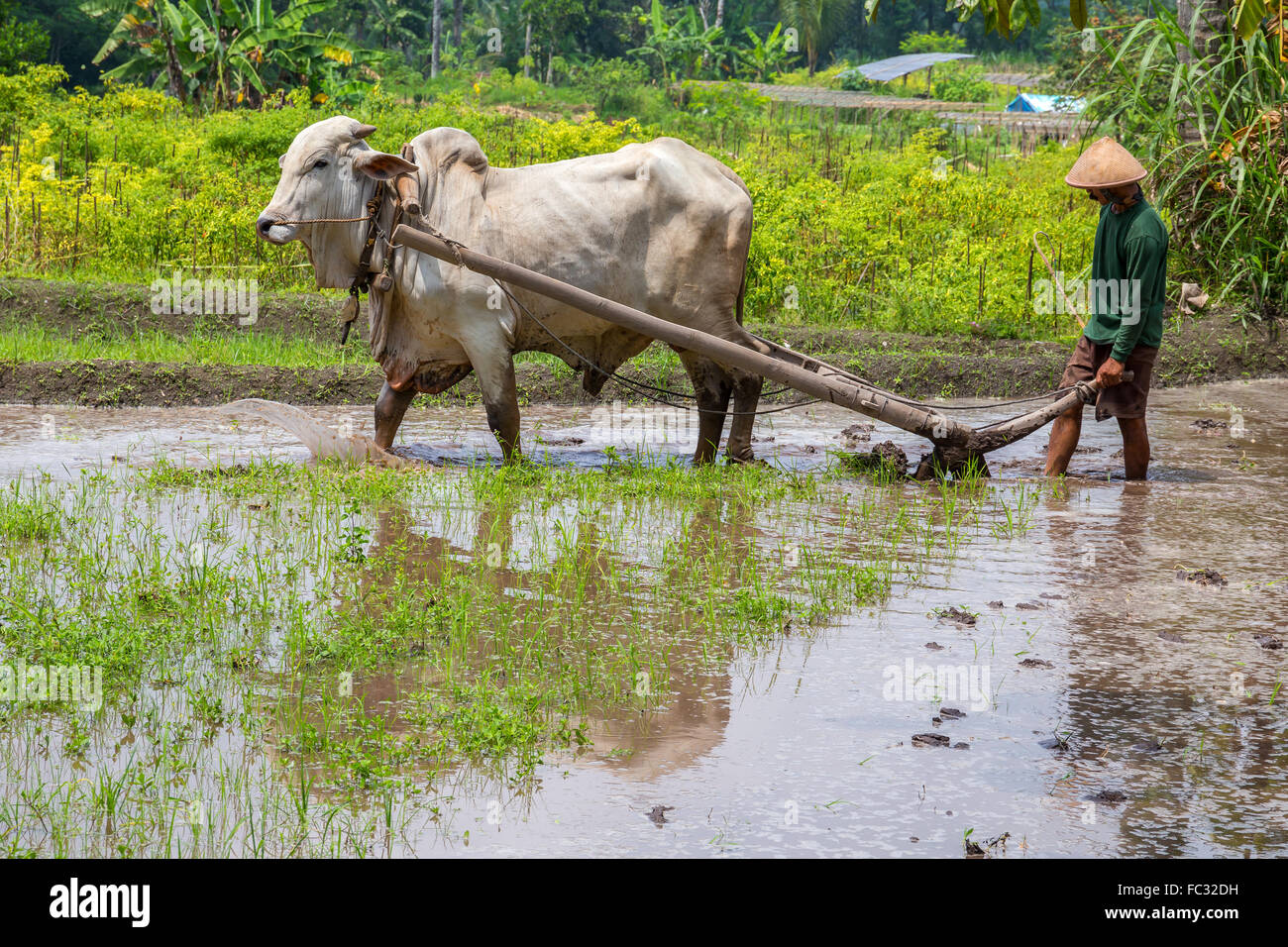 Coltivatore arando un risone nel villaggio vicino vulcano Merapi. Java Indonesia. Foto Stock