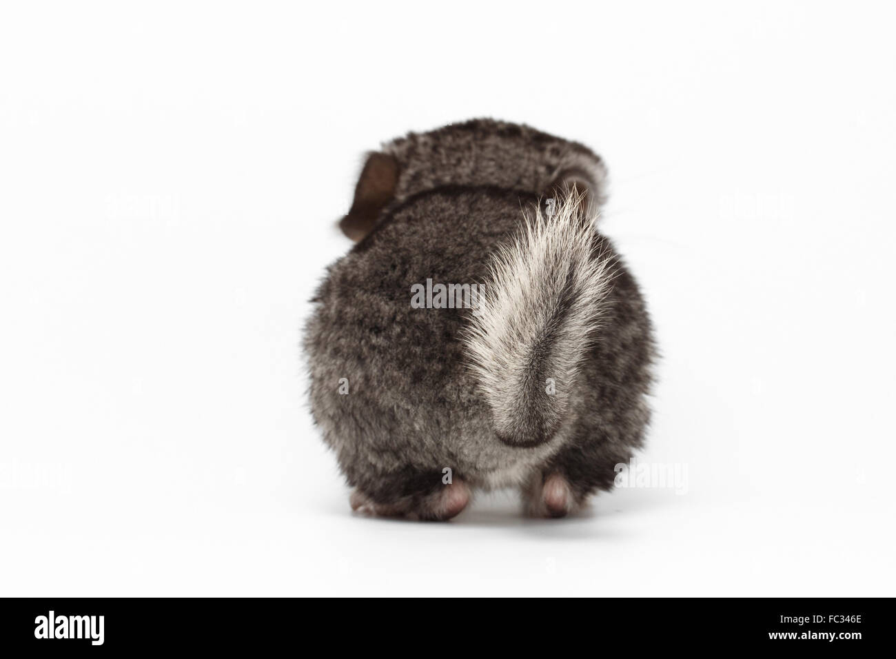 La coda di grigio Baby Chinchilla su bianco Foto Stock