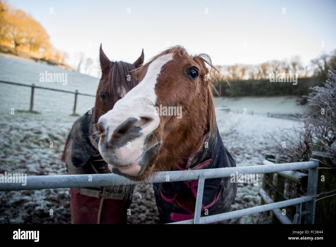 Llandysul, Ceredigion REGNO UNITO 20 gennaio 2016 UK meteo: due cavalli stare accanto a un cancello in loro cappotti invernali come temperature scesero a -4 per una notte n parti di Ceredigion Credito: Steffan Llewelyn/Alamy Live News Foto Stock