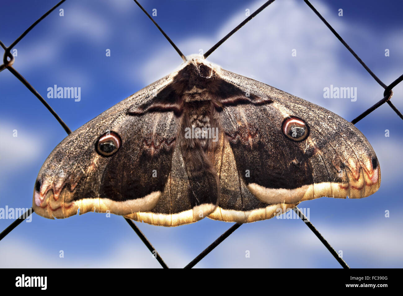 La farfalla Foto Stock