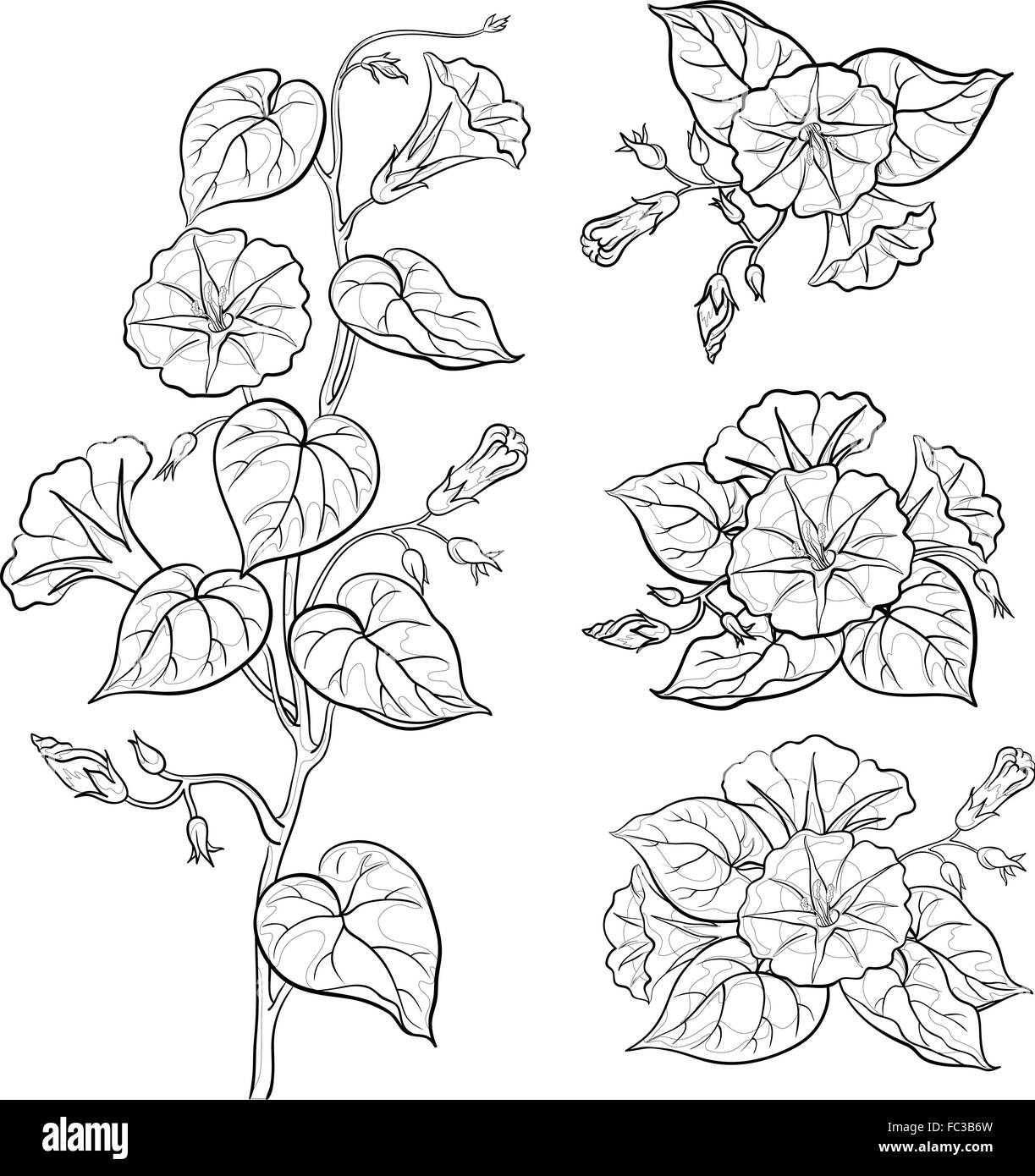 Fiori ipomoea con foglie, contorni Illustrazione Vettoriale