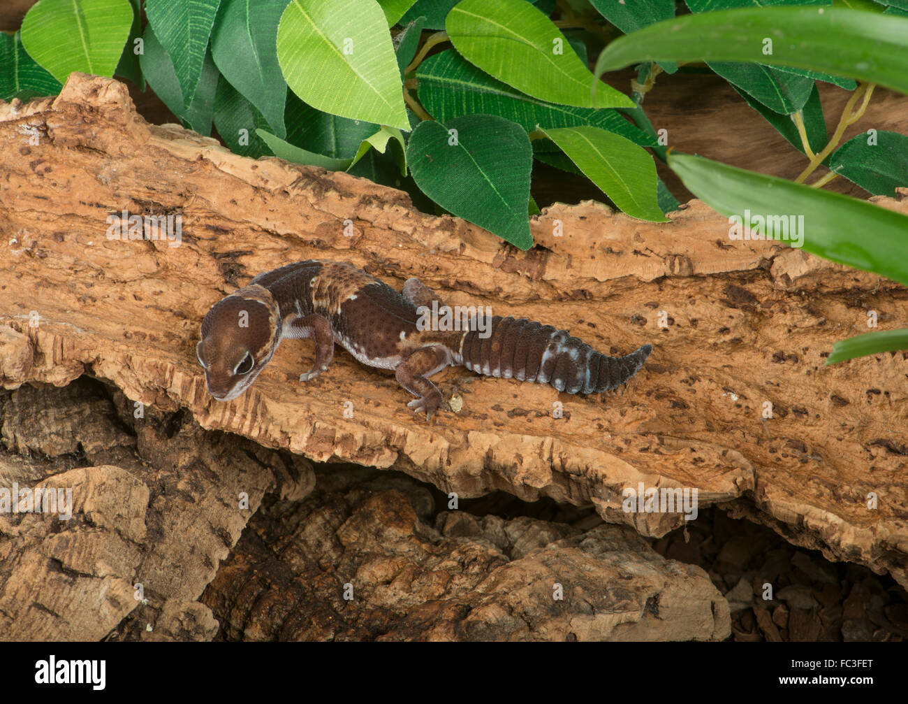 African Fat-Tailed Gecko: Hemitheconyx caudicinctus Foto Stock