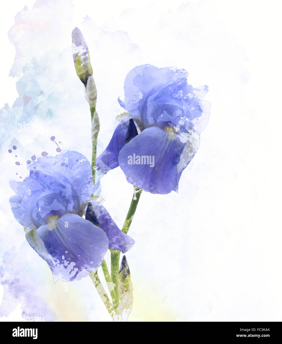Iride fiori acquerello Foto stock - Alamy
