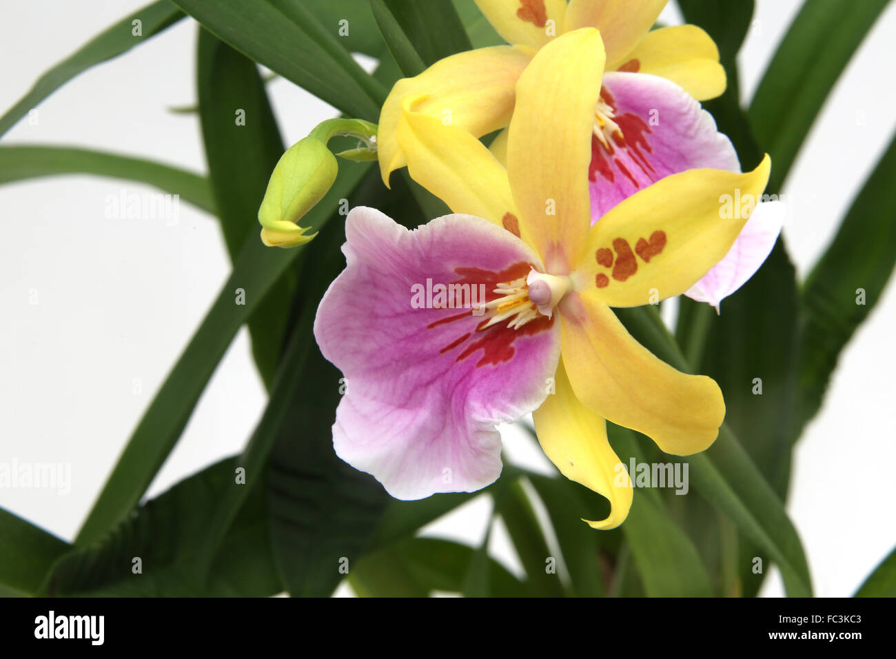 Miltonia Tramonto Orchid Foto Stock