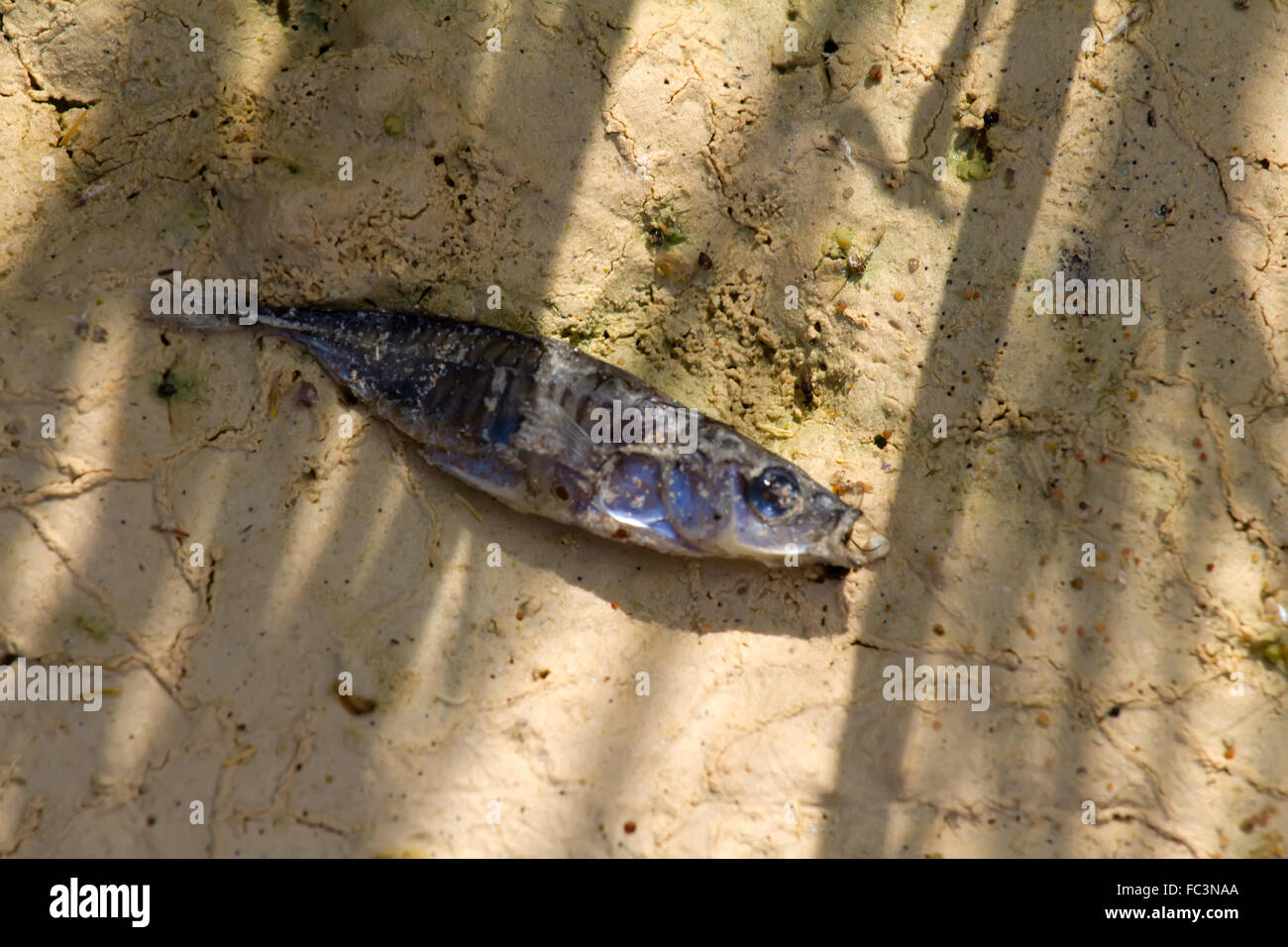 I pesci muoiono sulla sabbia asciutta Foto Stock