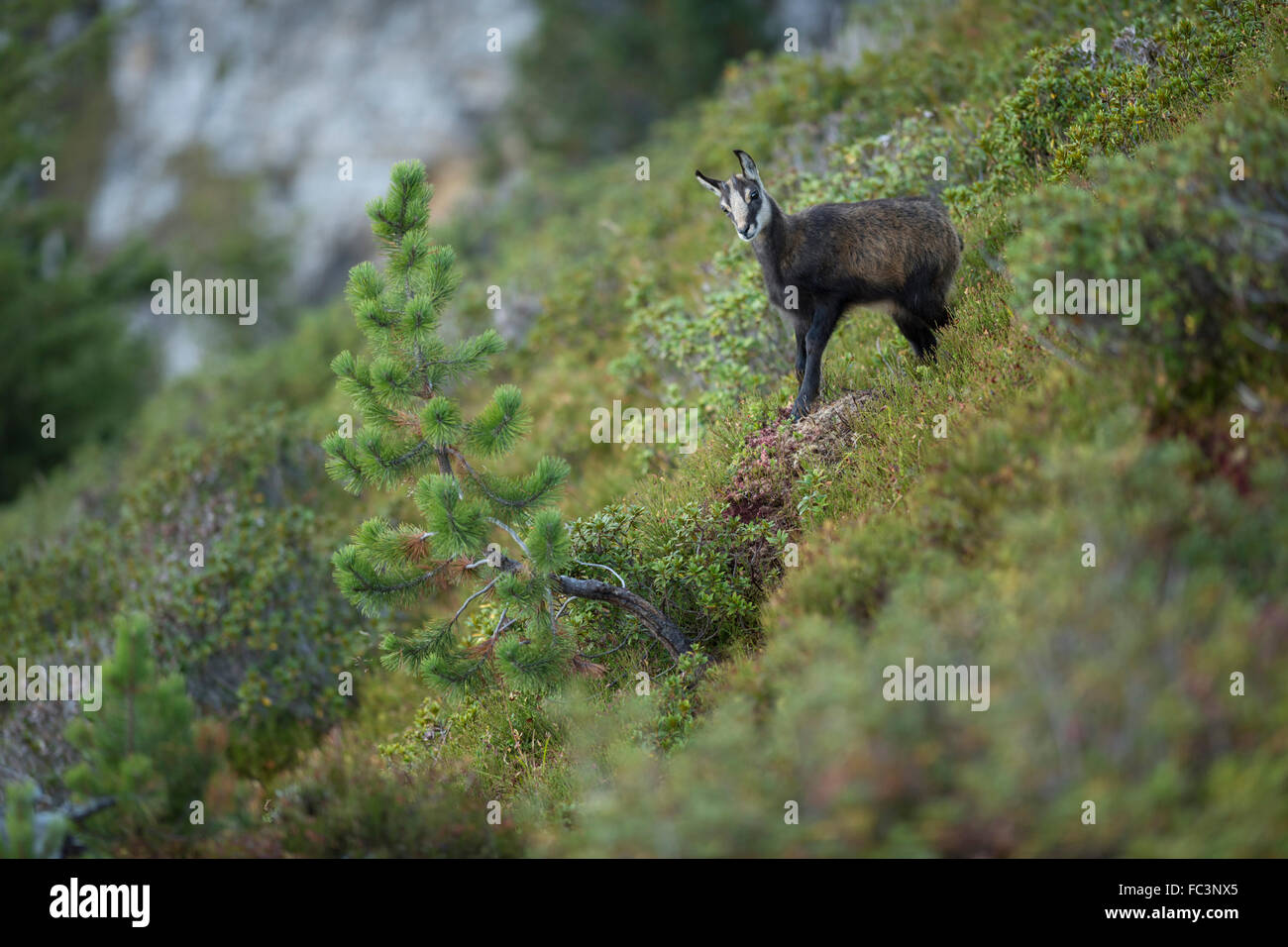 Il camoscio / Gaemse ( Rupicapra rupicapra ), giovani, sorge in una colorata tipica vegetazione alpina, Alpi Svizzere. Foto Stock