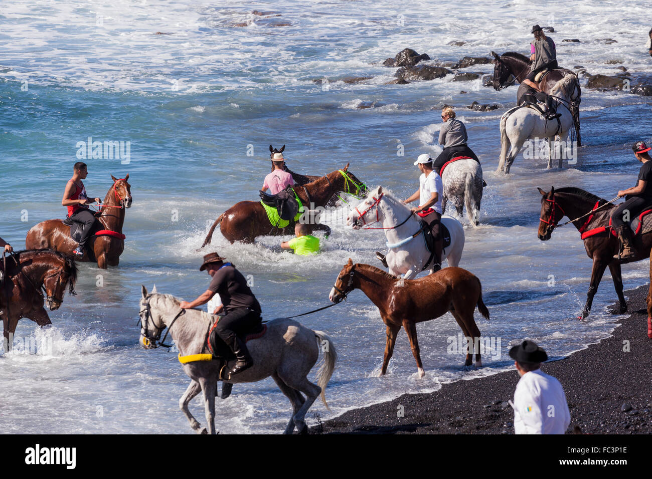 Costa Adeje, Tenerife, Isole Canarie. Il 20 gennaio 2016. Il rito annuale la balneazione dei cavalli nel mare di Playa La Enramada, La Caleta, come parte delle feste di San Sebastian. Ogni anno i cavalli hanno cavalcato nel surf e l'effigie di San Sebastian è portato giù alla spiaggia e gli animali vengono benedetti. Credito: Phil Crean/Alamy Live News. Foto Stock
