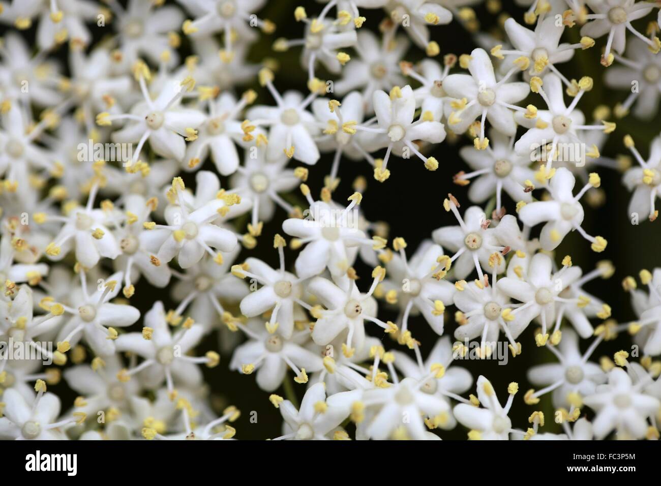 Fiori di sambuco Foto Stock