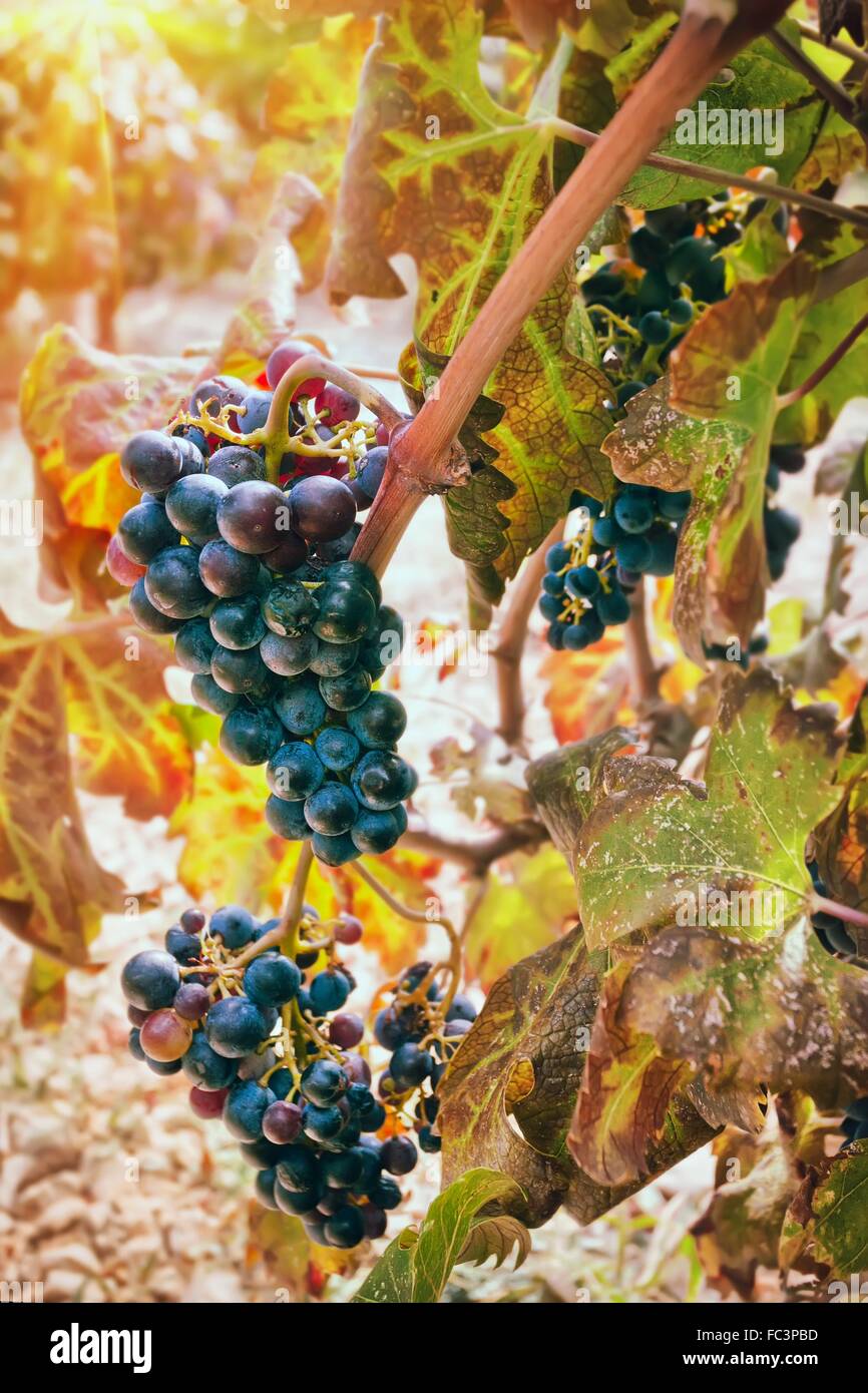 Grappolo di uva in vigna Foto Stock