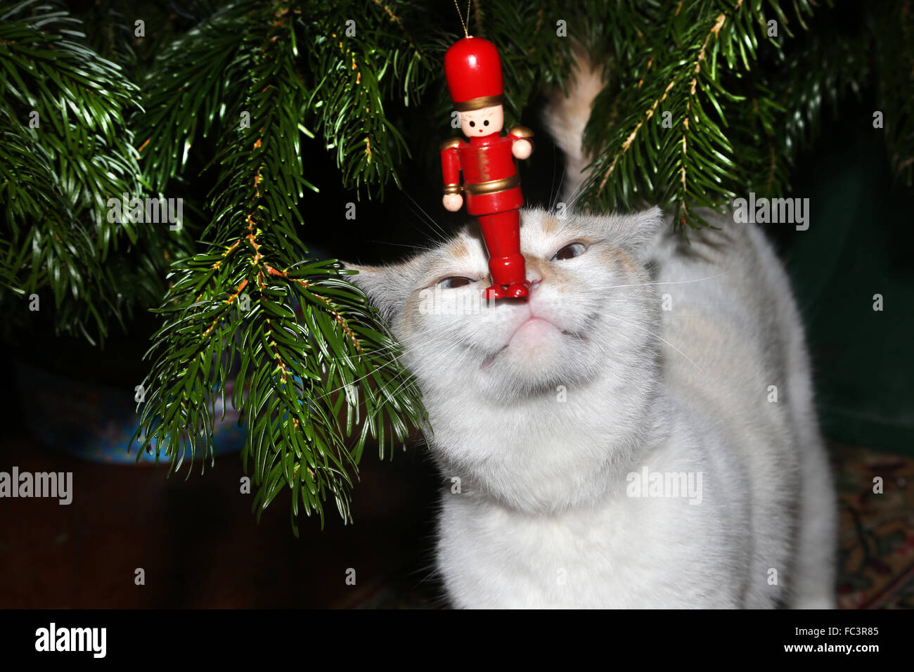 Gatto Bianco parte lo sniffing Ragdoll Decorazione per albero di Natale Foto Stock