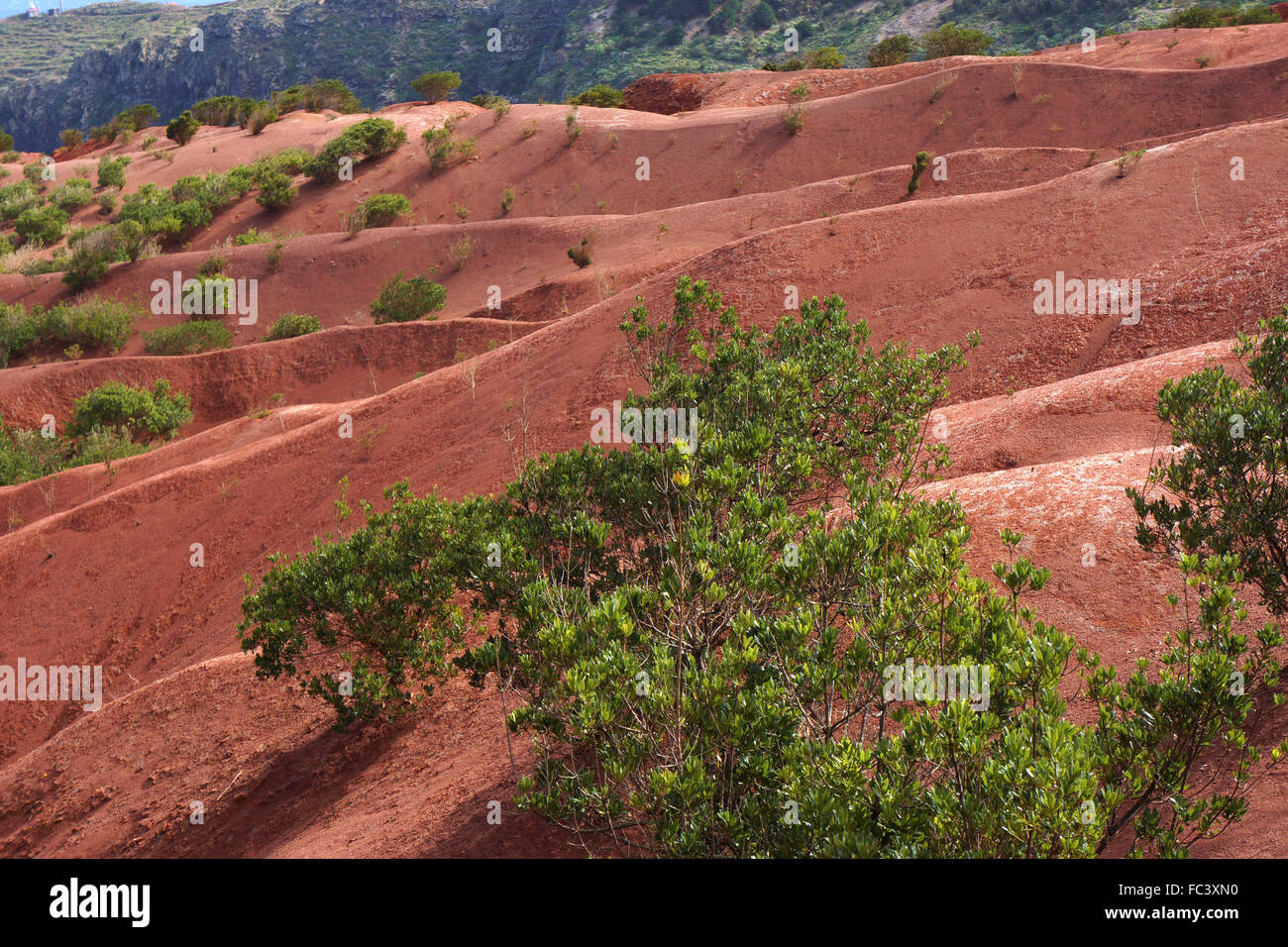 Rosso di cenere vulcanica strato sottostante Juego de Bolas, isola di La Gomera, isole Canarie, Spagna Foto Stock