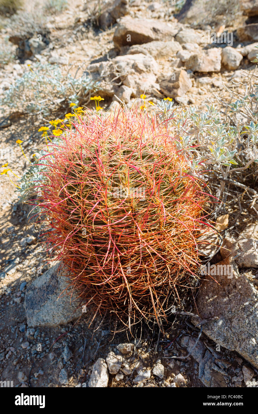 Cactus a Joshua Tree National Park, California Foto Stock