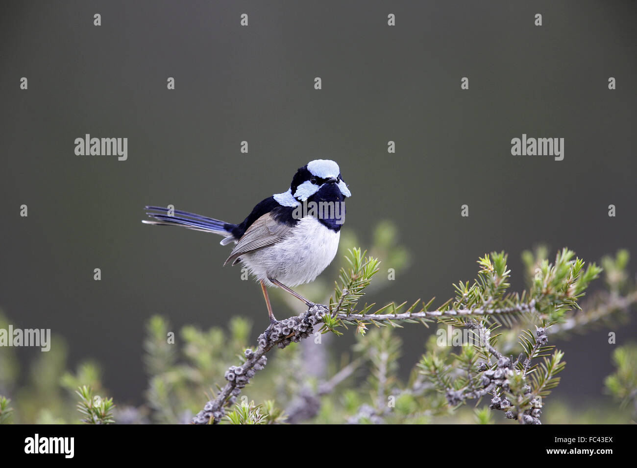 Superba Fairy-Wren, Malurus cyaneus, maschio nella boccola di piccole dimensioni Foto Stock