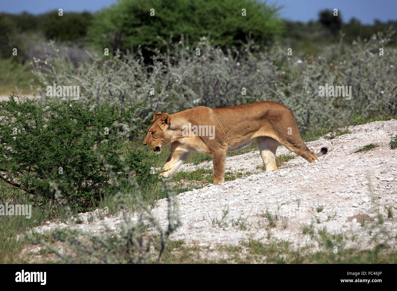 Leonessa Foto Stock