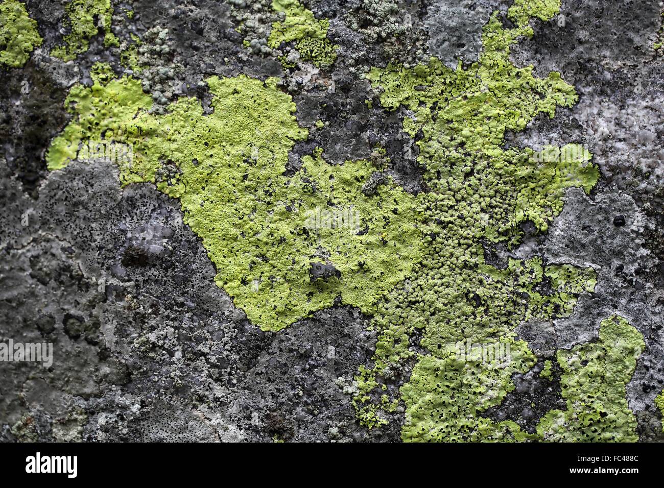 Mappa giallo lichen Foto Stock