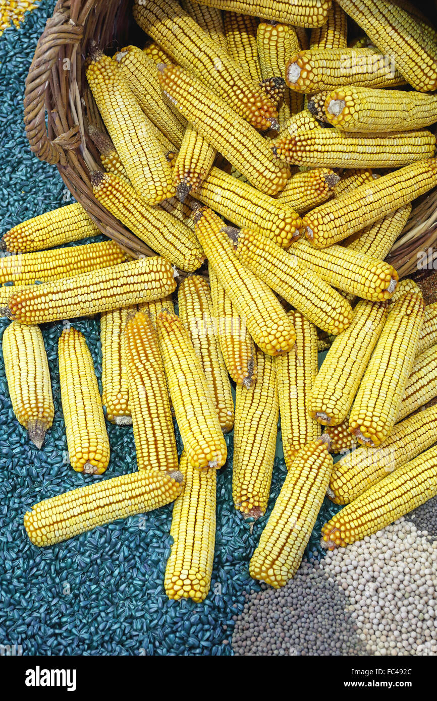 Spiga di frumento Foto Stock