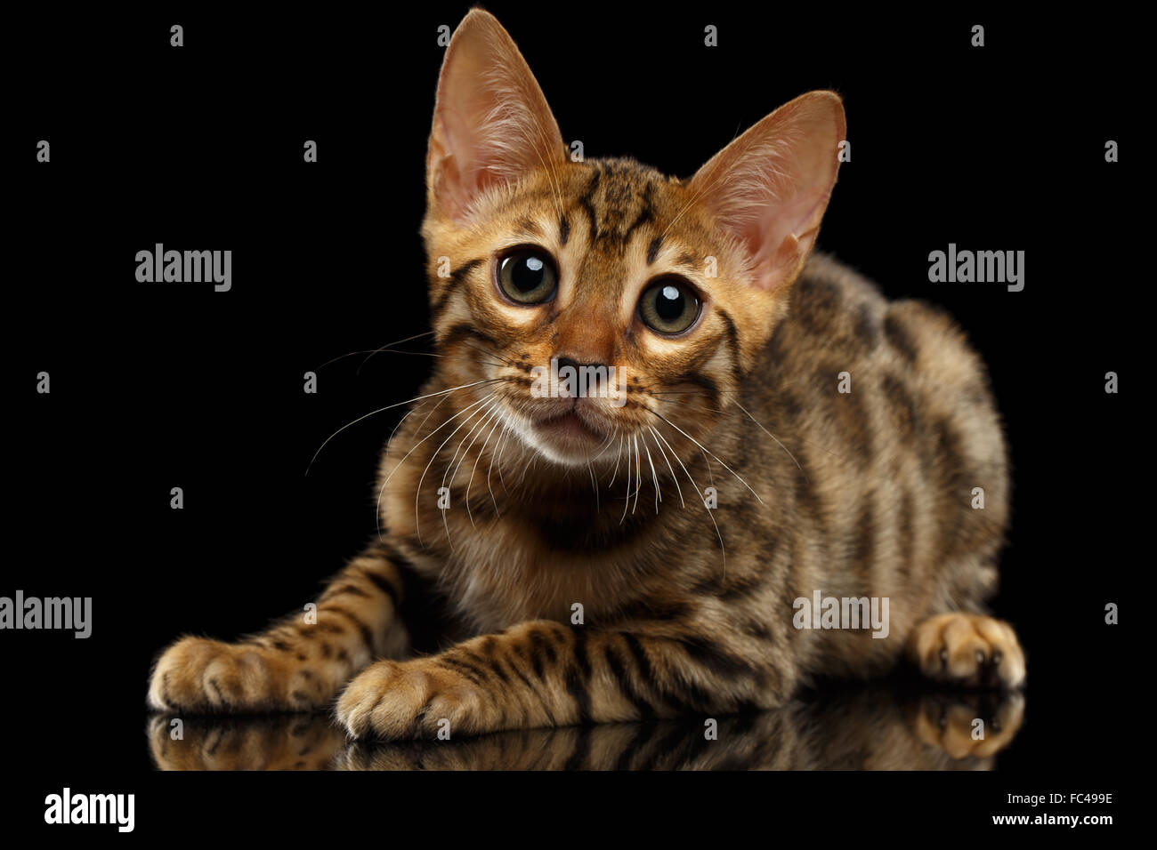 Sdraiato gattino Bengala e cercando nella fotocamera su nero Foto Stock