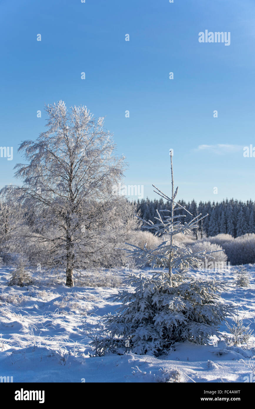 Abete (Picea abies) e roverella (betulla Betula pubescens) alberi coperti di neve in inverno, Hautes Fagnes, Ardenne belghe Foto Stock