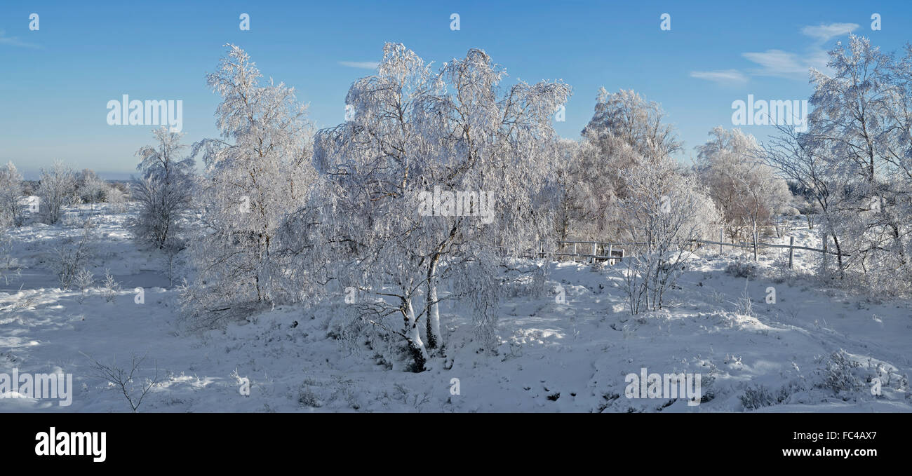 Roverella (betulla Betula pubescens) alberi coperti di ghiaccio in inverno, Hautes Fagnes / Hautes Fagnes, Ardenne belghe, Belgio Foto Stock