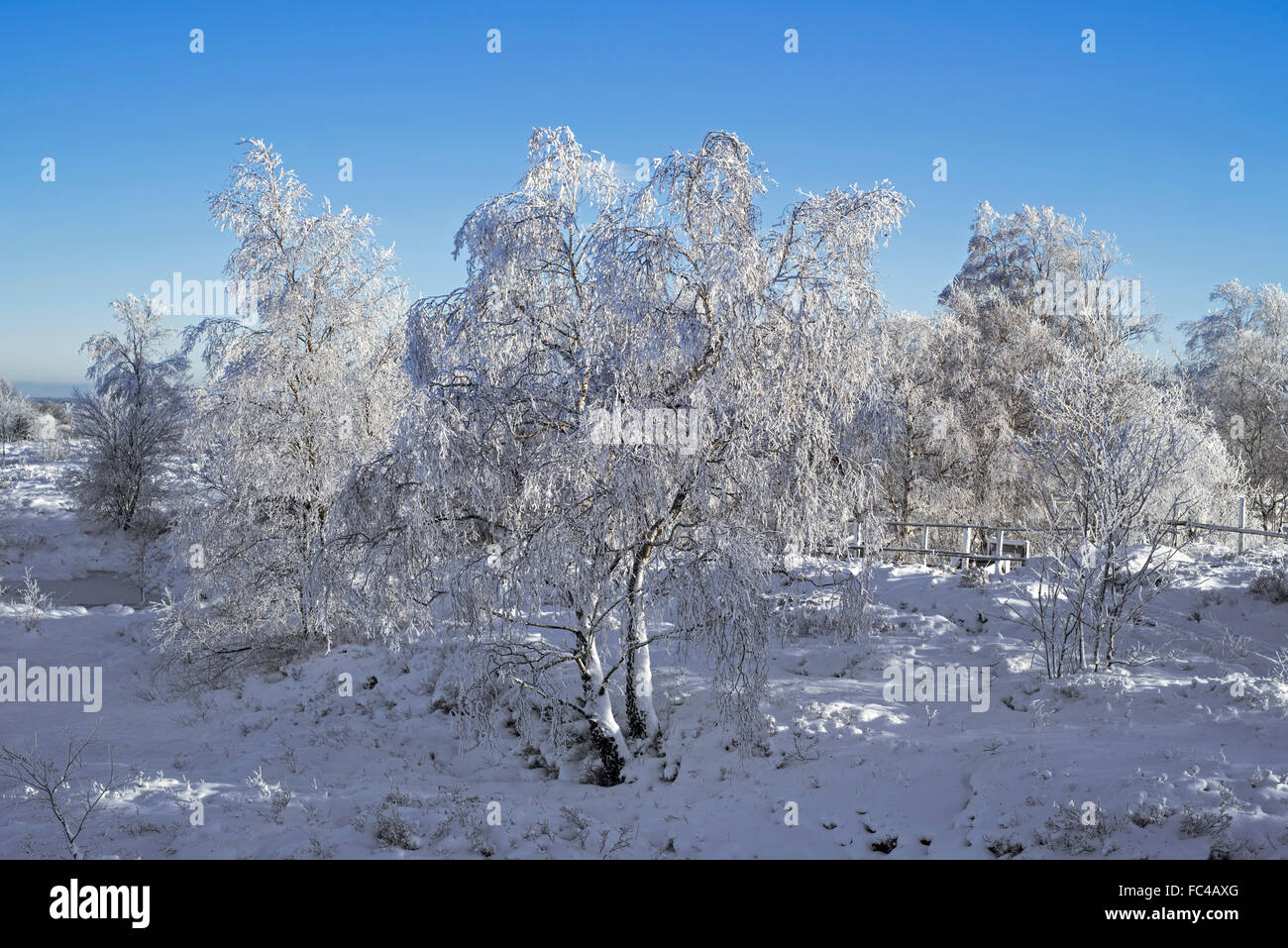 Roverella (betulla Betula pubescens) alberi coperti di ghiaccio in inverno, Hautes Fagnes / Hautes Fagnes, Ardenne belghe, Belgio Foto Stock