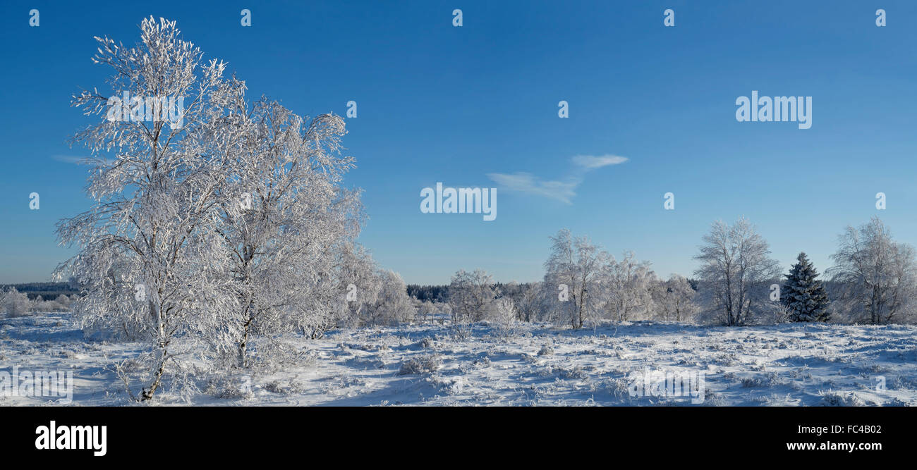 Roverella (betulla Betula pubescens) alberi coperti di brina in inverno, Hautes Fagnes / Hautes Fagnes, Ardenne belghe, Liegi, Belgio Foto Stock