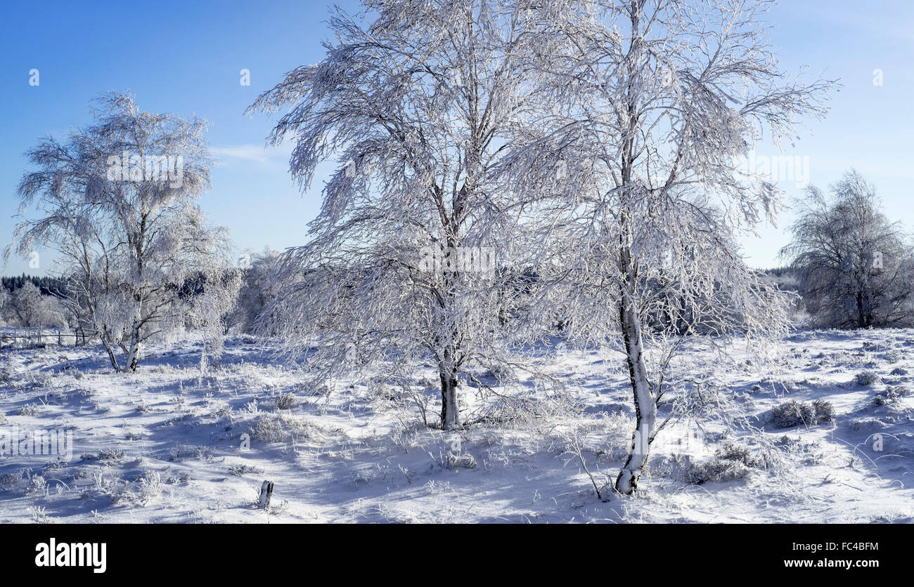 Roverella (betulla Betula pubescens) alberi coperti di ghiaccio in inverno, Hoge Venen / Hautes Fagnes / Hautes Fagnes, Ardenne belghe Foto Stock