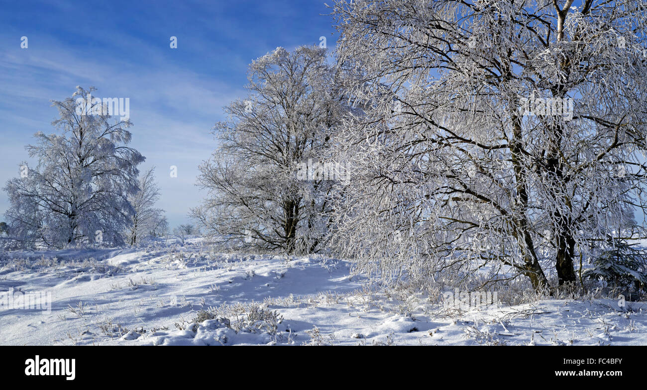 Betulla pelosa / moor birch (Betula pubescens) alberi coperti di brina nella brughiera in inverno Foto Stock