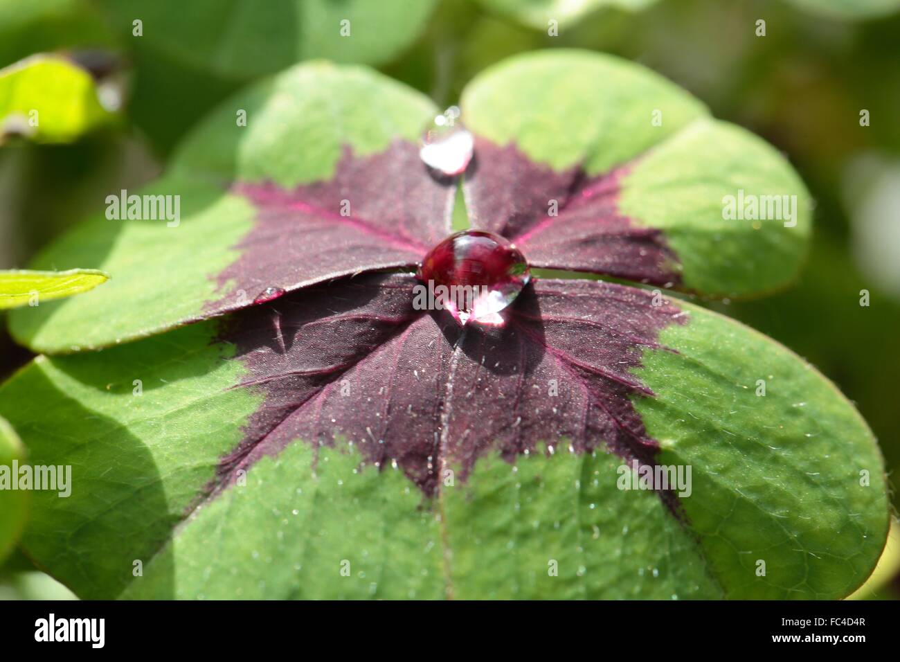 Lucky Clover Foto Stock