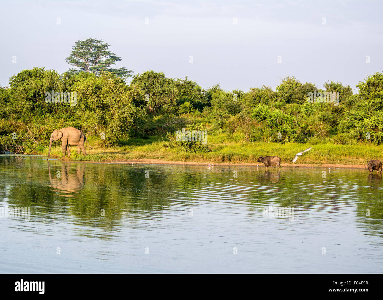 Wild elefante Asiatico drink da un lago nel Udawalawe parco nazionale, SriLanka. Foto Stock