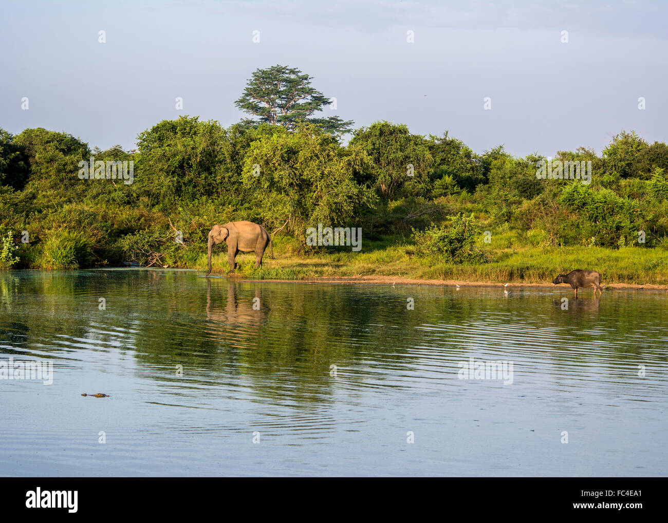 Wild elefante Asiatico drink da un lago nel Udawalawe parco nazionale, SriLanka. Foto Stock